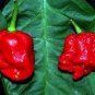 100 PCS Seeds Scorpion Carolina Reaper Jolokia Peter Pepper Mixed Chilli