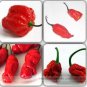 100 PCS Seeds Scorpion Carolina Reaper Jolokia Peter Pepper Mixed Chilli