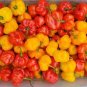 15 PCS Seeds Scotch Bonnet Red (Yellow) Hot Pepper Vegetable