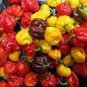 15 PCS Seeds Scotch Bonnet Red (Yellow) Hot Pepper Vegetable