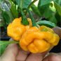 15 PCS Seeds Scotch Bonnet Red (Yellow) Hot Pepper Vegetable