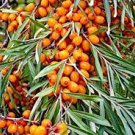 20 PCS Seeds Sea Buckthorn Shrub 20 PCS Seeds Sea Buckthorn Shrub