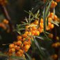 20 PCS Seeds Sea Buckthorn Shrub