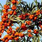 20 PCS Seeds Sea Buckthorn Shrub