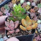 200 PCS Seeds Sedum Dasyphyllum Bonsai Succulents Plants Bonsai Flower 200 PCS Seeds Sedum Dasyphyllum Bonsai Succulents Plants Bonsai Flower