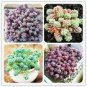 200 PCS Seeds Sedum Dasyphyllum Bonsai Succulents Plants Bonsai Flower