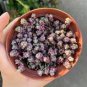 200 PCS Seeds Sedum Dasyphyllum Bonsai Succulents Plants Bonsai Flower