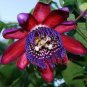 20 PCS Seeds Seed Passion Flower,Passiflora Incarnata Certified Pure Live