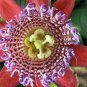 20 PCS Seeds Seed Passion Flower,Passiflora Incarnata Certified Pure Live