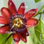 20 PCS Seeds Seed Passion Flower,Passiflora Incarnata Certified Pure Live