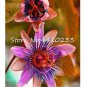20 PCS Seeds Seed Passion Flower,Passiflora Incarnata Certified Pure Live