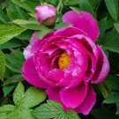 10 PCS Seeds Seeds Peony Rose Water Pink Petals Flower 10 PCS Seeds Seeds Peony Rose Water Pink Petals Flower