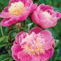 10 PCS Seeds Seeds Peony Rose Water Pink Petals Flower