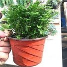 50 PCS Seeds Selaginella Uncinata Bonsai of Bonsai Outdoor Selaginella Uncinata 50 PCS Seeds Selaginella Uncinata Bonsai of Bonsai Outdoor Selaginella Uncinata