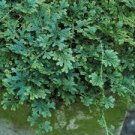 50 PCS Seeds Selaginella Uncinata Seeds Rainbow Spikemoss 50 PCS Seeds Selaginella Uncinata Seeds Rainbow Spikemoss