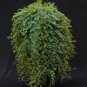 50 PCS Seeds Selaginella Uncinata Seeds Rainbow Spikemoss