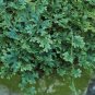 50 PCS Seeds Selaginella Uncinata Seeds Rainbow Spikemoss