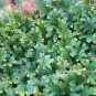 50 PCS Seeds Selaginella Uncinata Seeds Rainbow Spikemoss