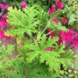 200 PCS Seeds Semente Plant Herb Insect Repellent Grass