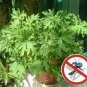 200 PCS Seeds Semente Plant Herb Insect Repellent Grass