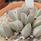 10 PCS Seeds Semillas De Flores Succulents Raw Stone Cactus 10 PCS Seeds Semillas De Flores Succulents Raw Stone Cactus