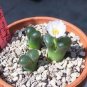10 PCS Seeds Semillas De Flores Succulents Raw Stone Cactus