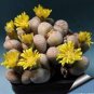 10 PCS Seeds Semillas De Flores Succulents Raw Stone Cactus