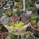 100 PCS Seeds Sempervivum Hybridum Seeds Hen and Chicks Hardy Perennial Succulent