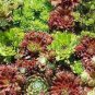 100 PCS Seeds Sempervivum Hybridum Seeds Hen and Chicks Hardy Perennial Succulent