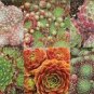 100 PCS Seeds Sempervivum Hybridum Seeds Hen and Chicks Hardy Perennial Succulent