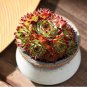 100 PCS Seeds Sempervivum Hybridum Seeds Hen and Chicks Hardy Perennial Succulent