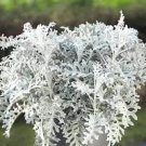 20 PCS Seeds Senecio cineraria Silver Dusty Miller Ornamental Herb Plants 20 PCS Seeds Senecio cineraria Silver Dusty Miller Ornamental Herb Plants