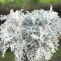 20 PCS Seeds Senecio cineraria Silver Dusty Miller Ornamental Herb Plants