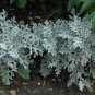 20 PCS Seeds Senecio cineraria Silver Dusty Miller Ornamental Herb Plants