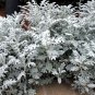 20 PCS Seeds Senecio cineraria Silver Dusty Miller Ornamental Herb Plants