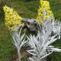 5 PCS Seeds Senecio niveoaureus Seeds Garden Ornamental Plants