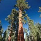 100 PCS Seeds Sequoiadendron giganteum Seeds Giant Sequoia Giant Redwood 100 PCS Seeds Sequoiadendron giganteum Seeds Giant Sequoia Giant Redwood