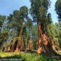 100 PCS Seeds Sequoiadendron giganteum Seeds Giant Sequoia Giant Redwood