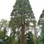 100 PCS Seeds Sequoiadendron giganteum Seeds Giant Sequoia Giant Redwood
