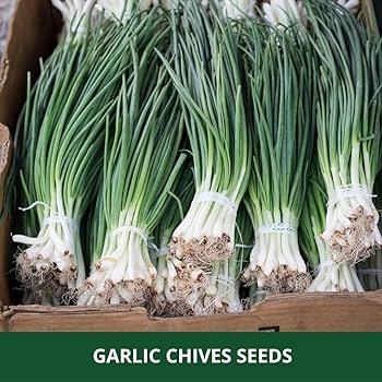 75 PCS Seeds Series Chinese Chives