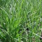 75 PCS Seeds Series Chinese Chives