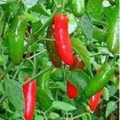 100 PCS Seeds Serrano Chili Pepper Heirloom 100 PCS Seeds Serrano Chili Pepper Heirloom