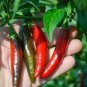 100 PCS Seeds Serrano Chili Pepper Heirloom