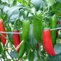 100 PCS Seeds Serrano Chili Pepper Heirloom