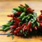 100 PCS Seeds Serrano Chili Pepper Heirloom