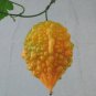 8 PCS Seeds Seto Melon Balsampear Vegetable