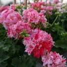 10 PCS Seeds sGeranium Pink & Dark Red Blooms 10 PCS Seeds sGeranium Pink & Dark Red Blooms