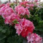 10 PCS Seeds sGeranium Pink & Dark Red Blooms