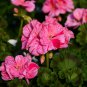 10 PCS Seeds sGeranium Pink & Dark Red Blooms