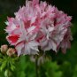 10 PCS Seeds sGeranium Pink & Dark Red Blooms